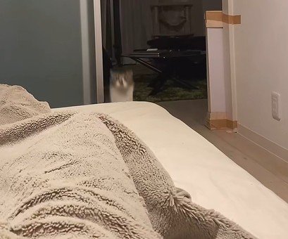隣の部屋から駆け寄ってくる猫