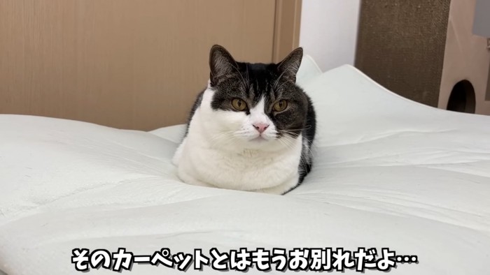 香箱座りの猫