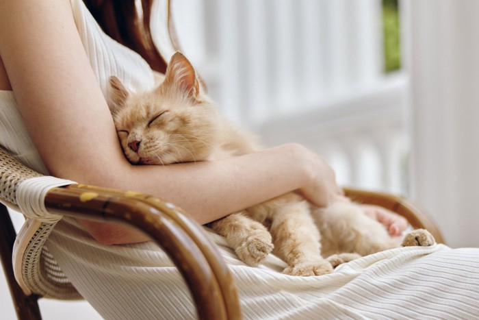 女性に寄りかかって甘えながら眠る猫