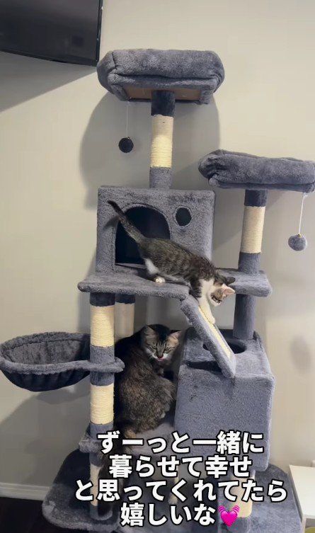 キャットタワーで遊ぶ2匹の子猫