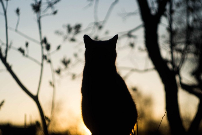 空と猫のシルエット