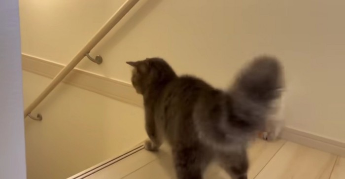 階段からフランマさんが逃げた方を睨むアクアさん