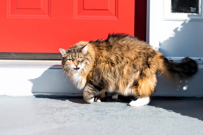 ドアの前にいるどら猫