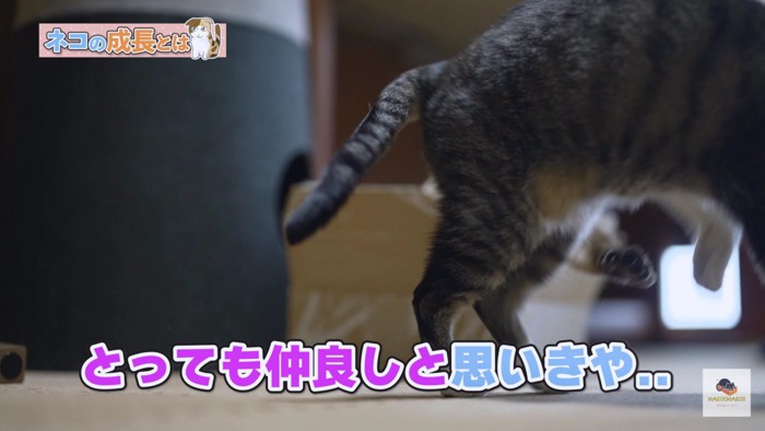 箱のシャム猫がひっそりパンチ