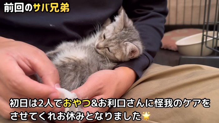 膝の上で目を細める子猫