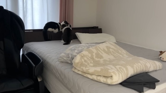 相談中の猫