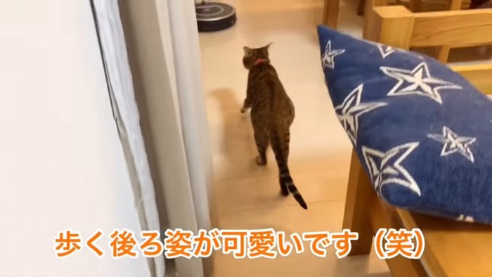 歩く猫の後ろ姿