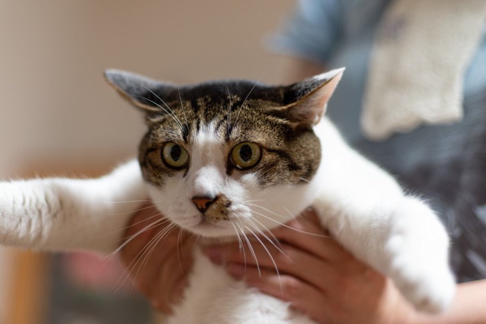 両手で抱えあげられている猫