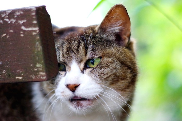 もの影から覗く怒っている猫