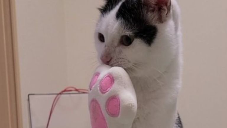 室内にいる猫
