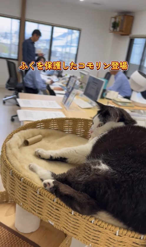 カゴの中で横になっている猫