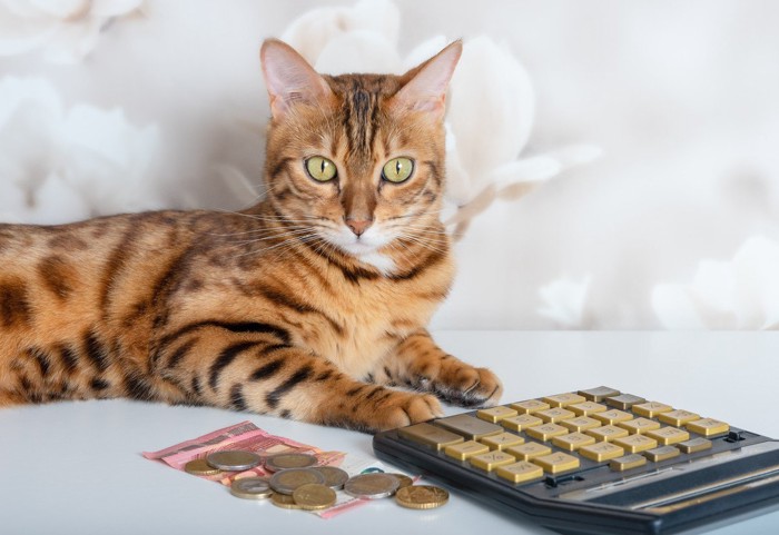 猫とお金