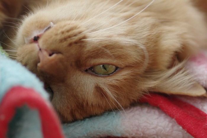 目を開けながら横になる猫