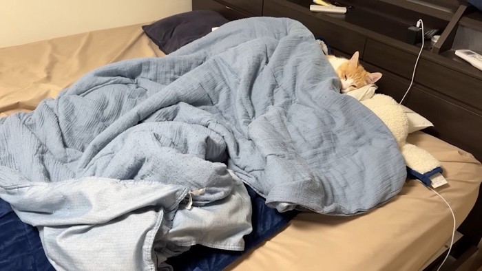 布団で寝るロビンくん