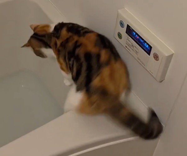浴槽の縁から足を滑らせる猫