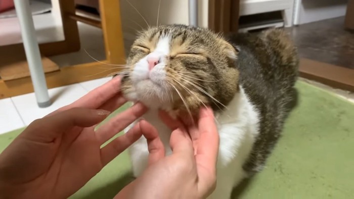 顔をなでられる猫