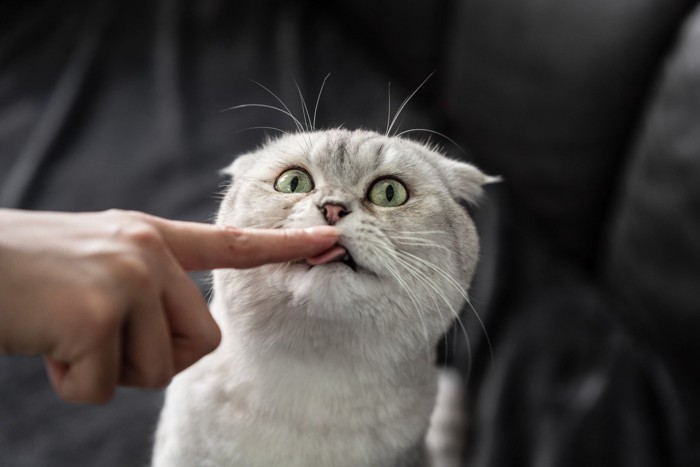 作業中の手を舐める猫