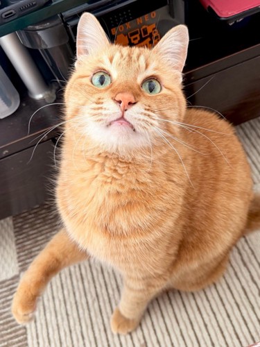 床で横になる猫