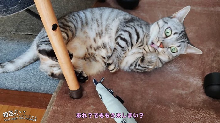 前足をなめる猫