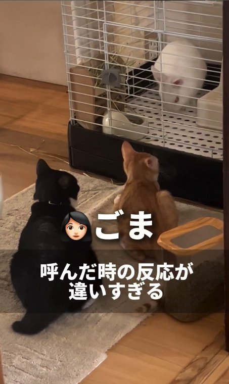 猫を呼んでみる飼い主