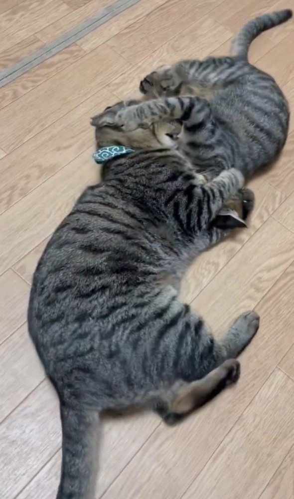 顔を蹴り合う2匹の猫