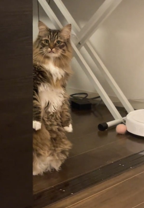 ジーっと見つめる猫