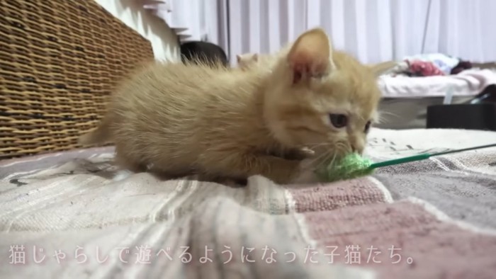 猫じゃらしで遊ぶ子猫