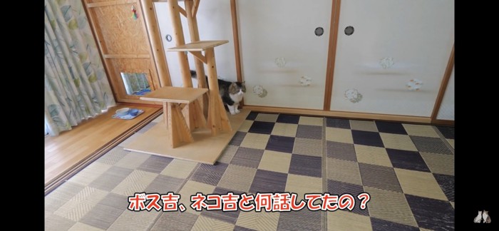 キャットタワーの後ろで止まる猫