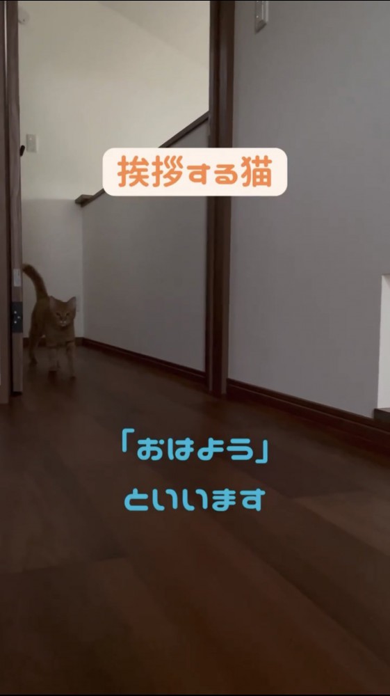 廊下を歩く猫