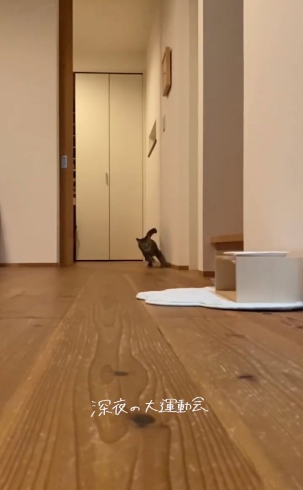 部屋を走り抜けるネネちゃん