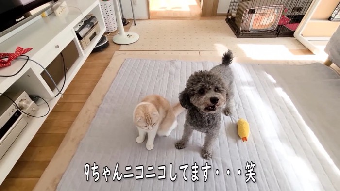 見上げる犬