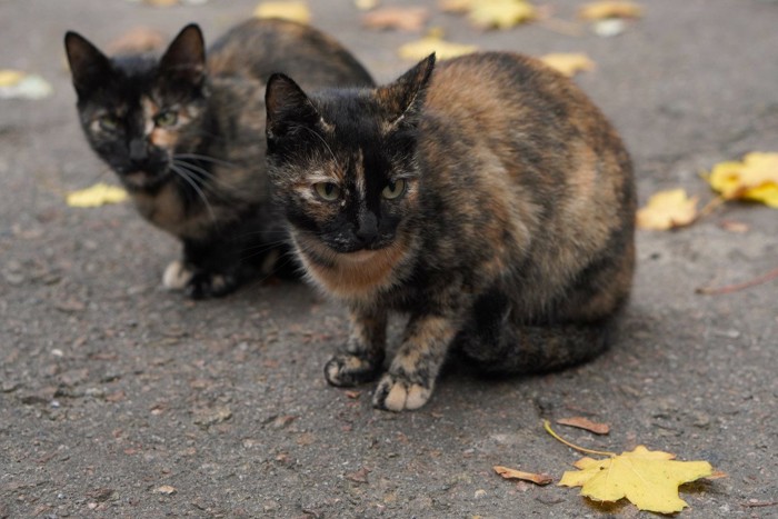 並んで座るサビ猫