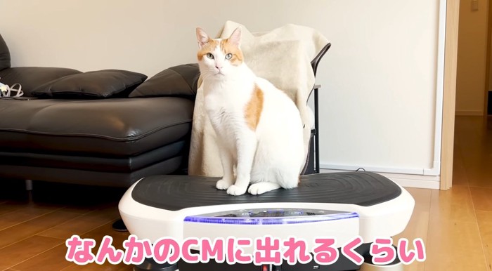 ブルブルマシンに乗る猫