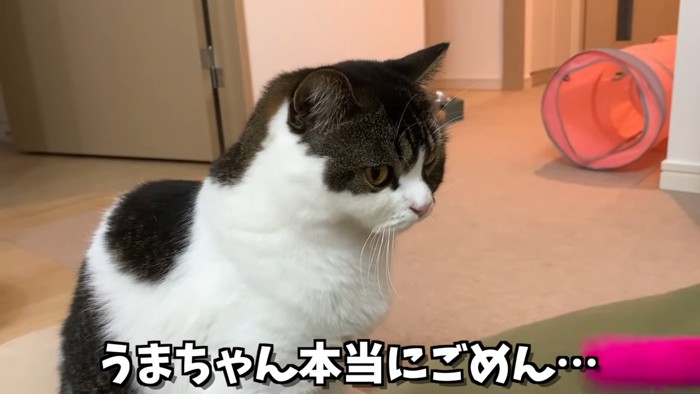 座っている猫