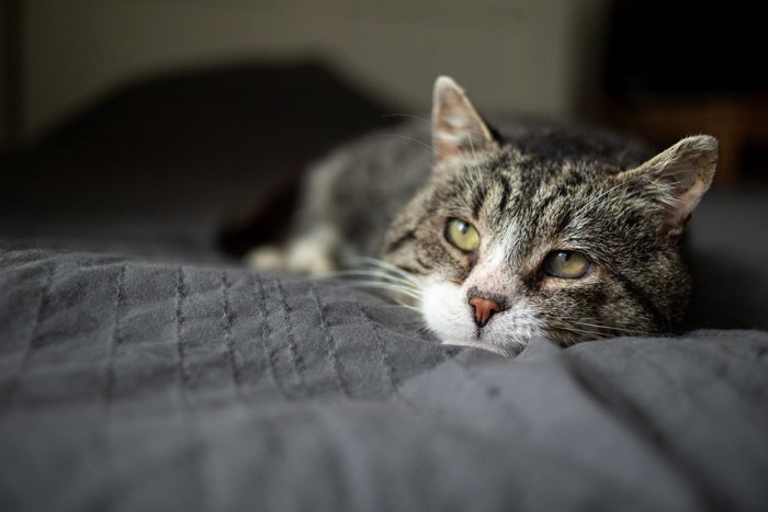 うとうとする老猫