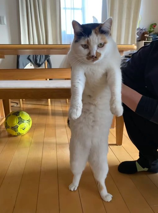 飼い主に捕まったミケ猫
