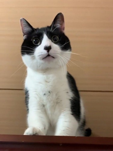 前を見ているハチワレ猫