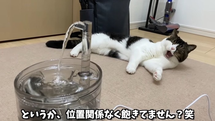 あくびをする猫