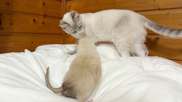 小動物と向かい合う猫