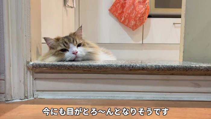 眠そうな顔の猫