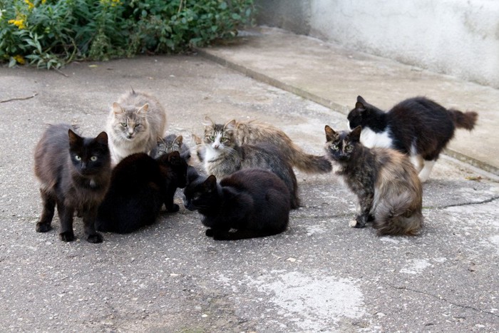 野良猫の集会