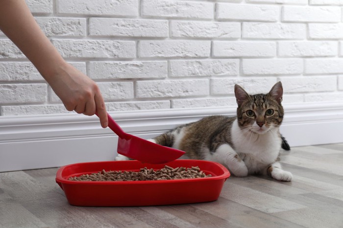 トイレ掃除をする飼い主さんと猫