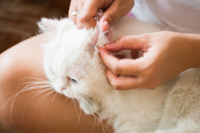 飼い主に耳掃除をされている白猫