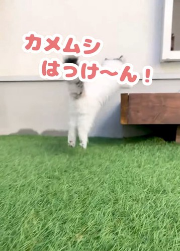 ジャンプする猫の後ろ姿