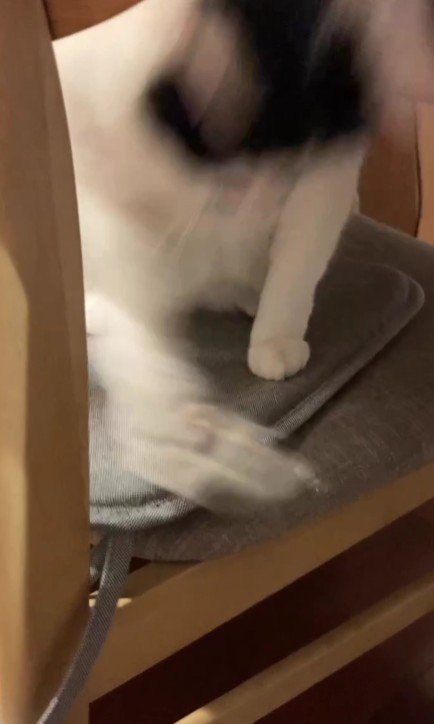 フェルトワッペンを落とす猫