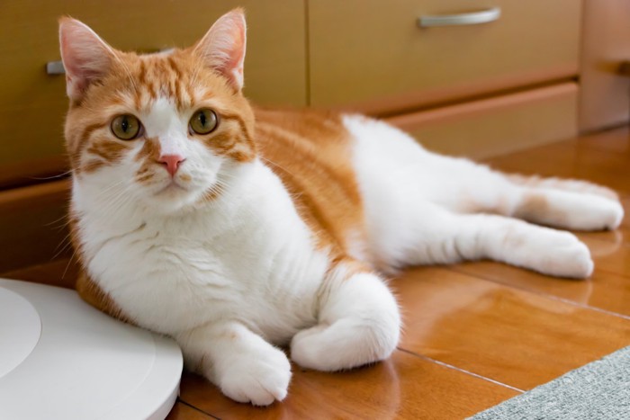 フローリングでくつろぐ猫