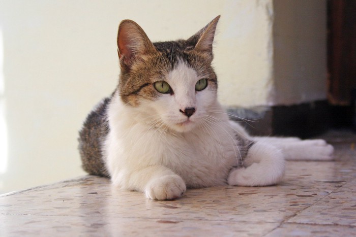 床に寝そべっている猫