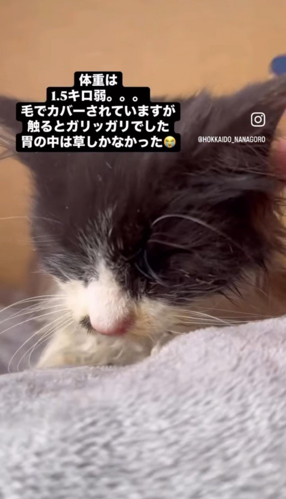 毛布の上の猫