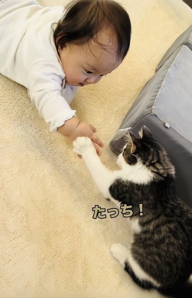 赤ちゃんの手にタッチする子猫