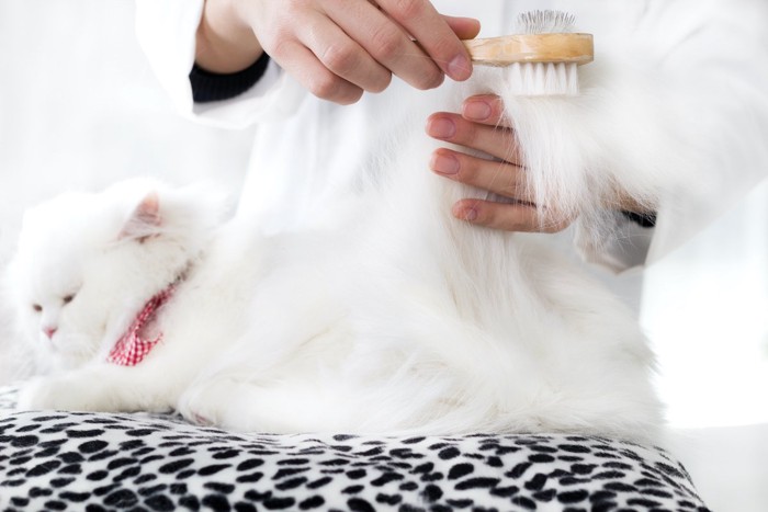 気持ちよさそうな猫